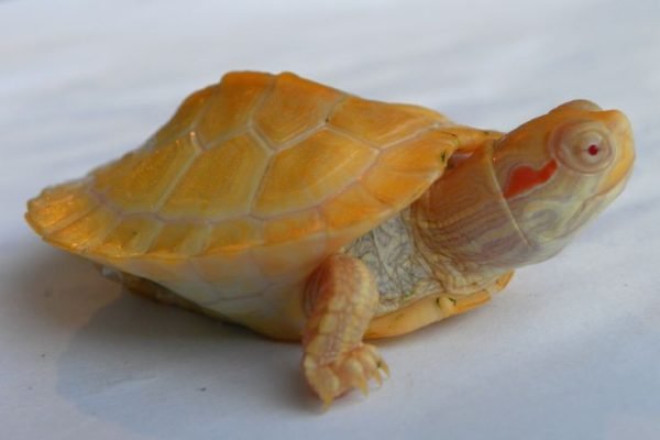 Albino red eared slider Albino red eared slider