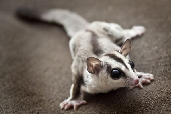 Andromache the Sugar Glider 1 year old white-face blonde sugar glider