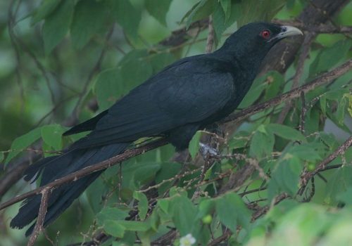 Asian Koel (1) Asian Koel (1)