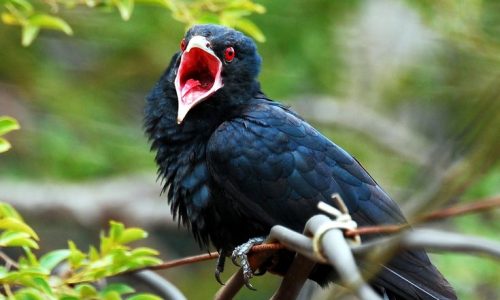 Asian Koel (Eudynamys scolopaceus) male Asian Koel (Eudynamys scolopaceus) male