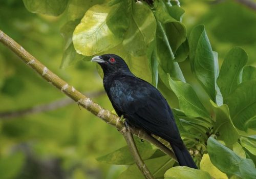 Asian Koel Asian Koel