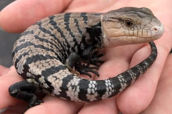 Awesome little Halmahera blue tongue skink Awesome little Halmahera blue tongue skink