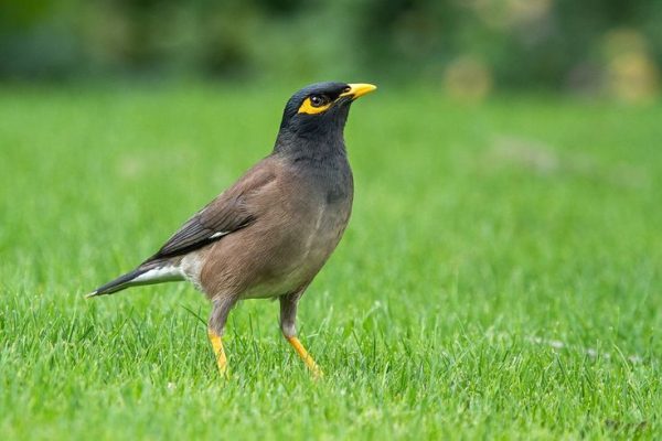BIRDS
