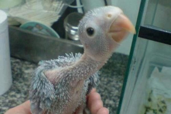Baby African Grey; just hatched_