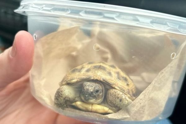 Baby russian tortoise on her way home Horsefield tortoise