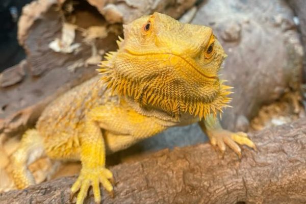 Beardie! Beardie!