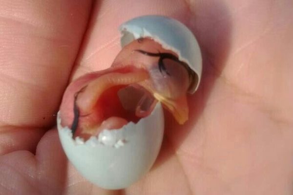 Birth of a Baby Blue Bird Birth of a Baby Blue Bird