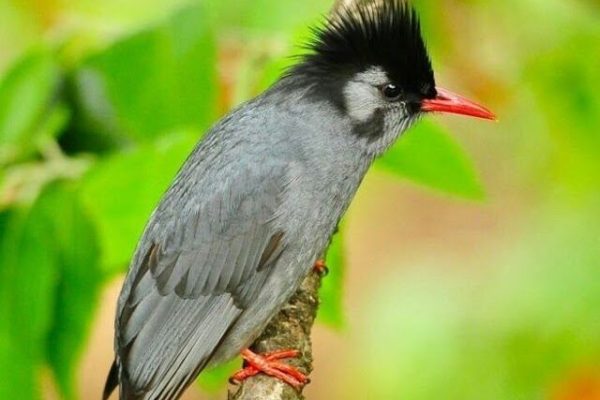 Black Bulbul from India, Asia and China Black Bulbul from India, Asia and China