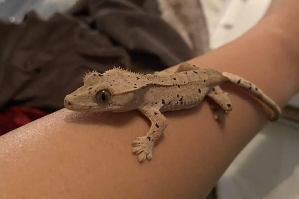 Black Star - Dalmatian crested gecko