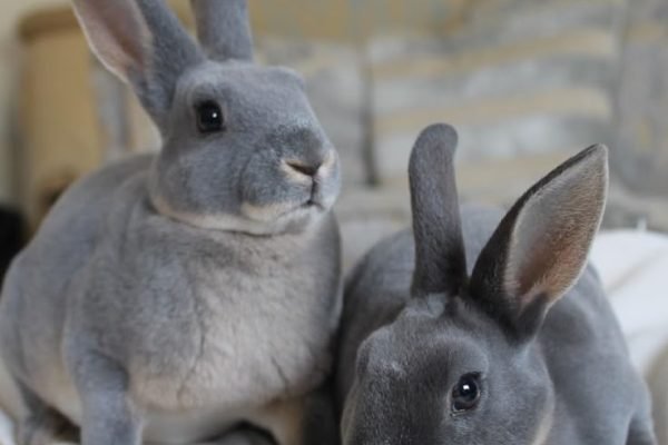 Blue Otter Mini Rex