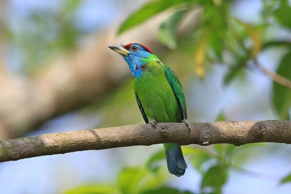 Blue Throated Barbet_ – by Back Water Fox – JungleDragon Blue Throated Barbet_ - by Back Water Fox - JungleDragon