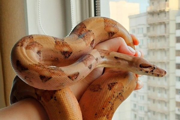 Boa snake Boa snake