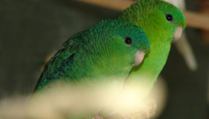 Bolborhynchus lineola (Barred Parakeet) Толстоклювый попугай Катерины Bolborhynchus lineola (Barred Parakeet) Толстоклювый попугай Катерины