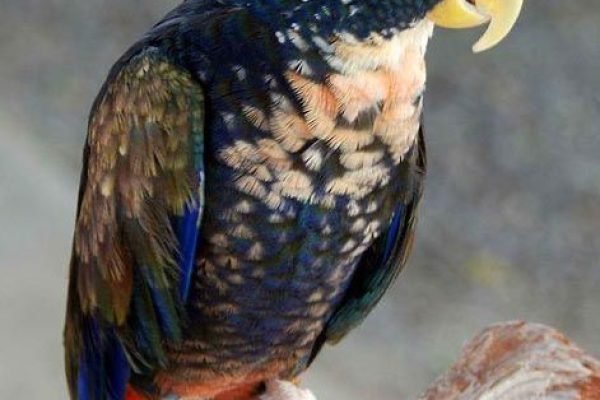 Bronze-winged Parrot (Pionus chalcopterus) Ecuador