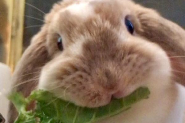 Bunnies are so Cute! I love the way they chew their food! I feel they’re cuter than guinea pigs! I wish I had one_ Bunnies are so Cute! I love the way they chew their food! I feel they're cuter than guinea pigs! I wish I had one_
