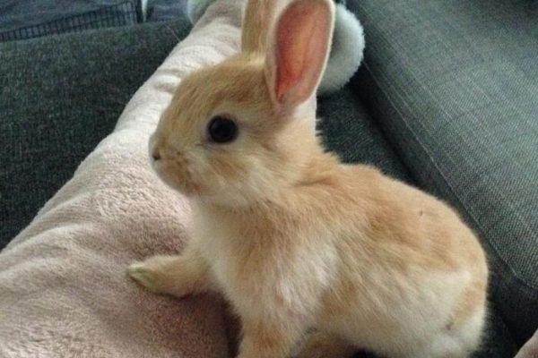 Bunni’s Instagram post_ “Jep - that’s me as a little baby ninja 🍼 #Bunnitheladyninja #baby #bunni #cutepet #bunny #ninja #sweetpet #rabbit #redrabbit #hermelin…”