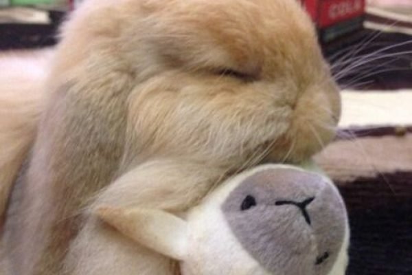 Bunny Blog In Pictures