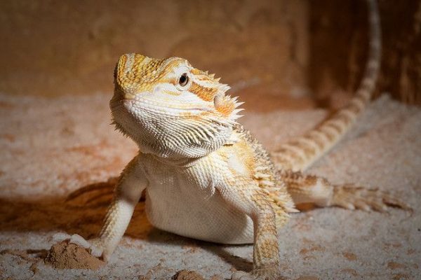 Central Bearded Dragon Central Bearded Dragon