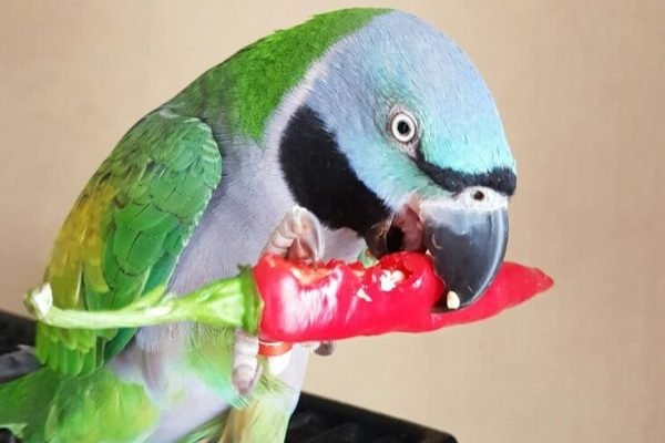 Chilli time!_