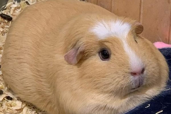 Chonk mode activate! When your dewlap aka neck fat doubles as a pillow 😛 (FYI, Pumpkin is a healthy