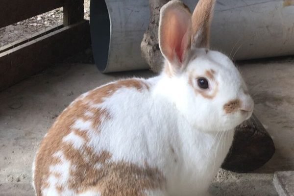 Citron à bientôt un an !