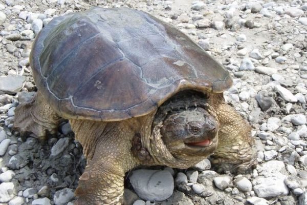 Common snapping Turtle – Каймановая черепаха Common snapping Turtle - Каймановая черепаха