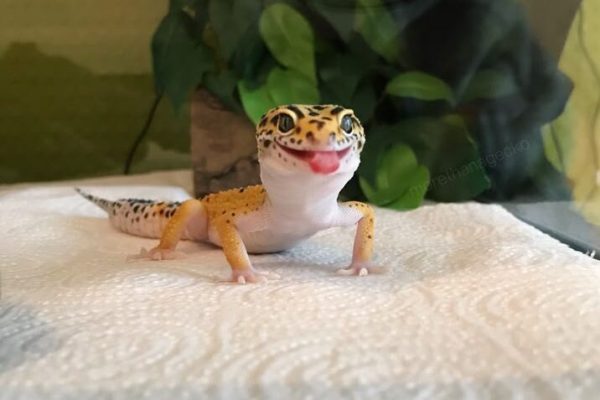 Crazy leopard gecko Crazy leopard gecko