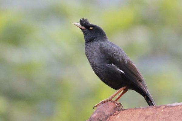 Crested Myna - Acridotheres cristatellus - _ Birds of the World