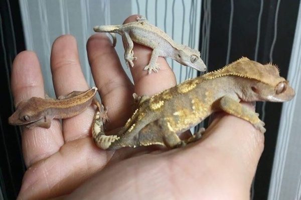 Crested gecko family on hand