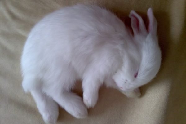 Curled up rabbit