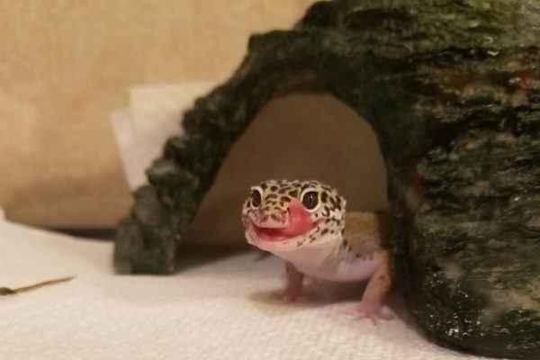 Cute Animal With It’s Tongue Sticking Out Cute Animal With It's Tongue Sticking Out