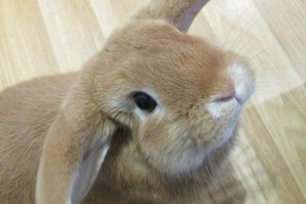 Cute Rabbit Photos _ Funny Bunny Videos _ Bunny Blog
