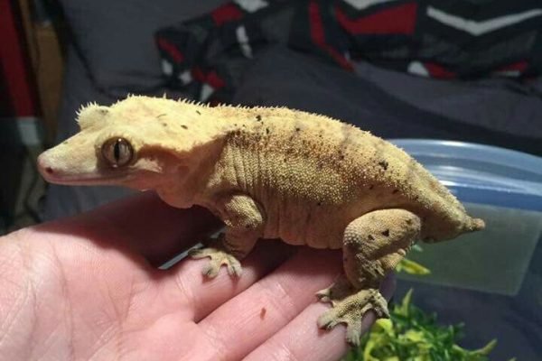 Cute chubby crested gecko!