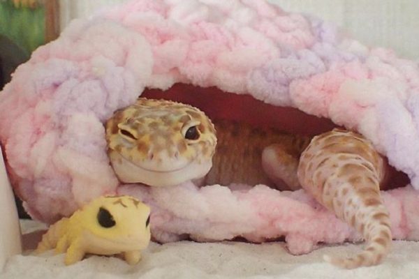 Cute gecko Cute gecko
