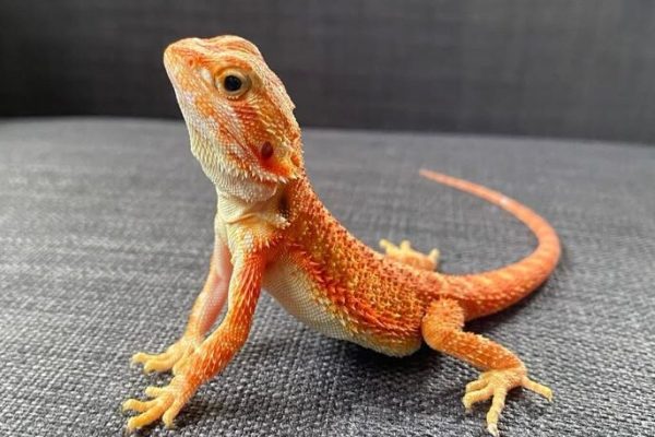 DEEP ORANGE Trans 50% Het Hypo Female FREE SHIPPING Central Bearded Dragon by Leila’s Lizards DEEP ORANGE Trans 50% Het Hypo Female FREE SHIPPING Central Bearded Dragon by Leila’s Lizards
