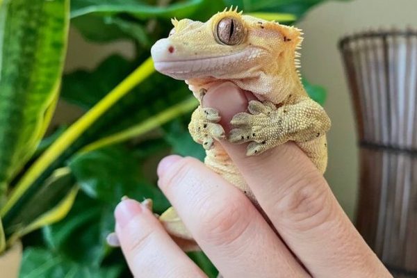 Dwight the Crested Gecko Dwight the Crested Gecko