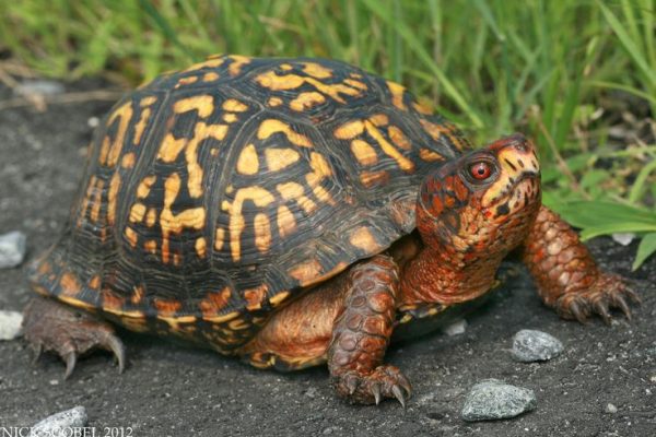 Eastern Box Turtle (1) Eastern Box Turtle (1)