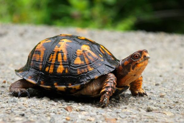 Eastern Box Turtle Eastern Box Turtle