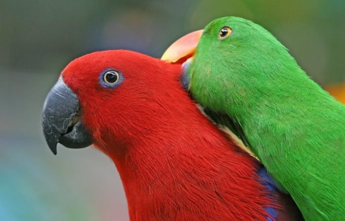Eclectus pair_ Male(green) Female (red) Eclectus pair_ Male(green) Female (red)