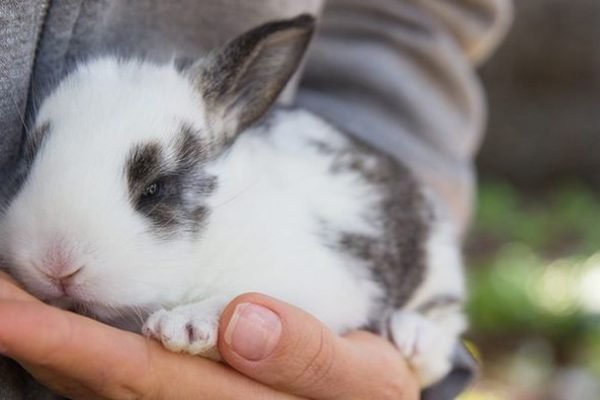 Everyone Needs to Know How to Correctly Pick Up a Rabbit