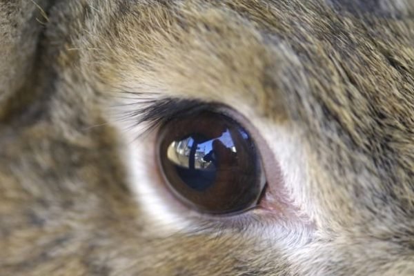 Eye Inflammation in Rabbits