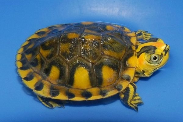 Fases y deformidades_ Trachemys, Chelydra, Clemmys, Graptemys, etc_