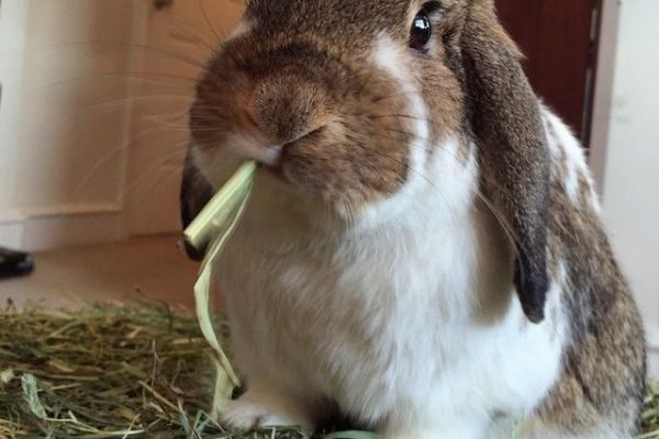 Feeding unlimited hay vs_ eating unlimited hay - there's a difference! _ Small Pet Select