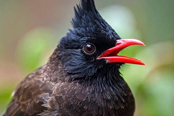 Firefly_Himalayan Black Bulbul, with red mouth 241859 Firefly_Himalayan Black Bulbul, with red mouth 241859