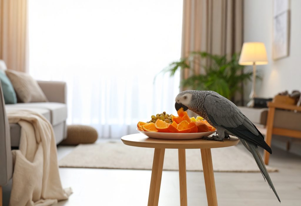 Firefly_parrot eating fruit at home 957083 Firefly_parrot eating fruit at home 957083