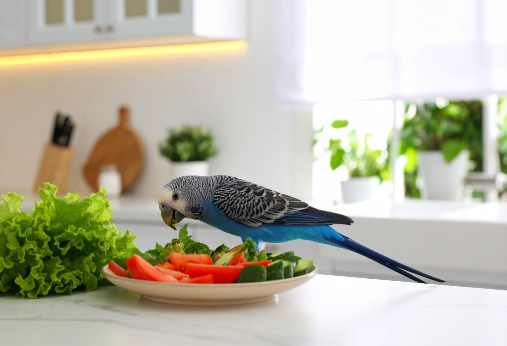 Firefly_parrot eating vegetable at home 184816 Firefly_parrot eating vegetable at home 184816