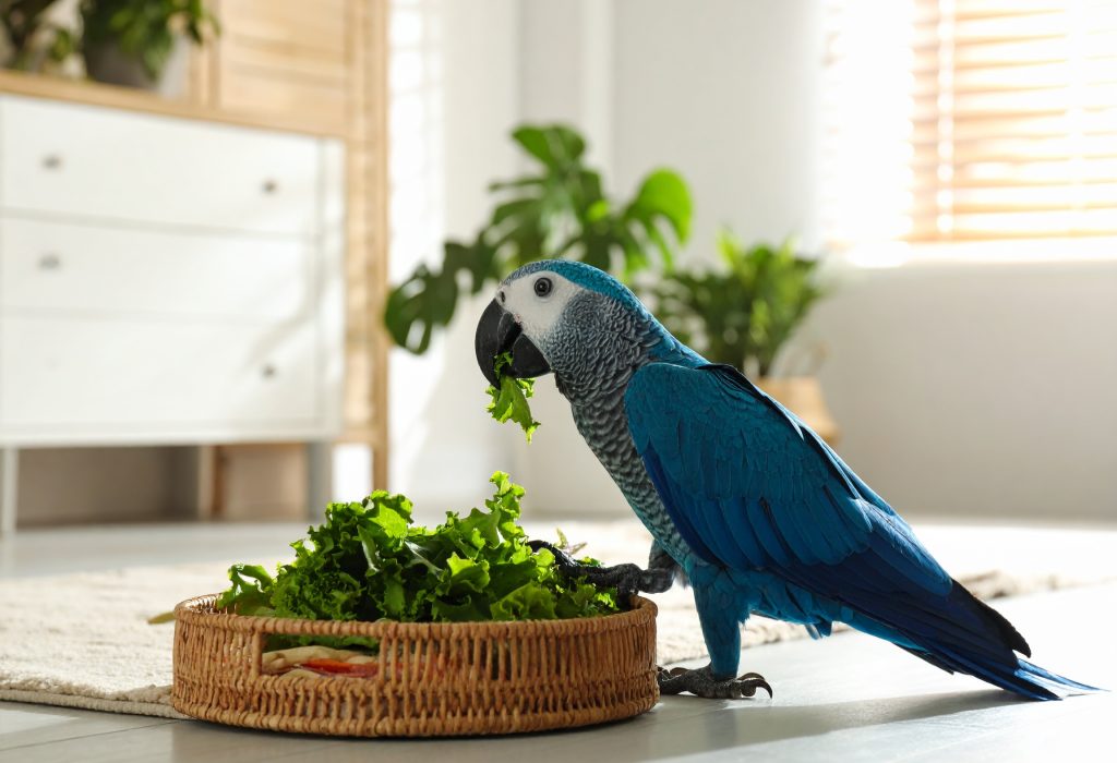 Firefly_parrot eating vegetable at home 625394 Firefly_parrot eating vegetable at home 625394