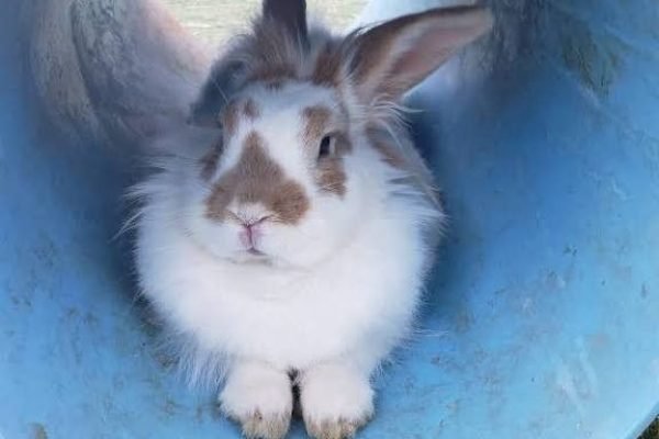 Flemish giant buni _3