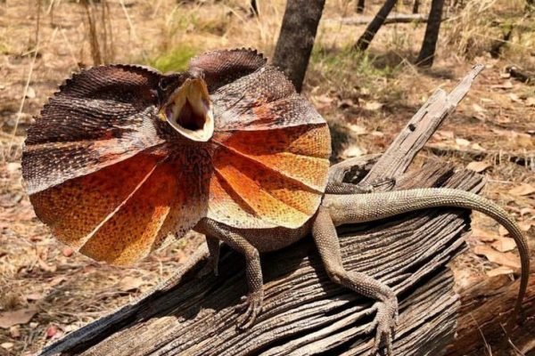Frilled Lizard Frilled Lizard