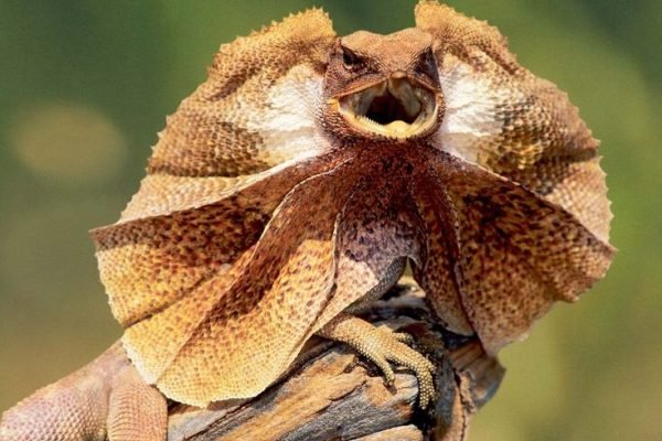 Frilled Neck Lizard Frilled Neck Lizard